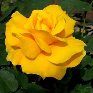 YELLOW ROSE ~ COPY OF MY PHOTO 8" x 10"